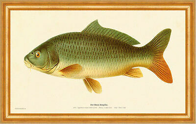 The blue carp cyprinus - blue,