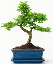 Bonsai tree chinese elm - tree,