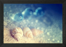 Snail shells on the beach