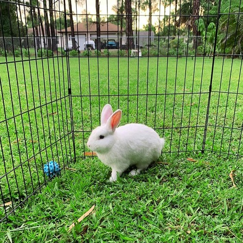 Dog playpen foldable metal - playpen,