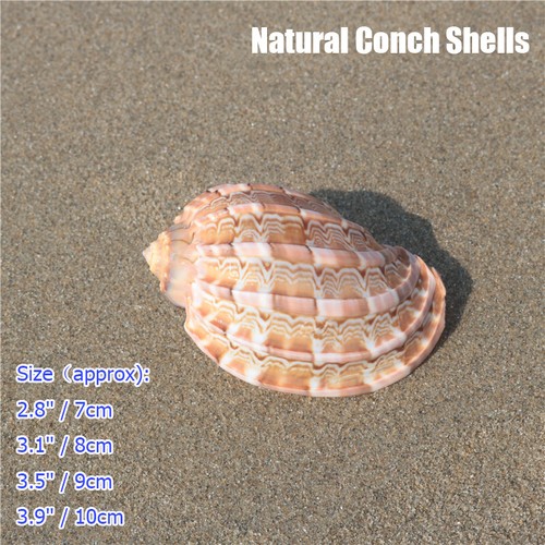 Natural conch shells aquarium - natural,