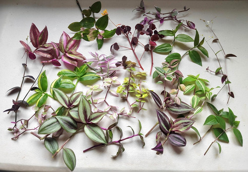 Tradescantia callisia double - callisia,
