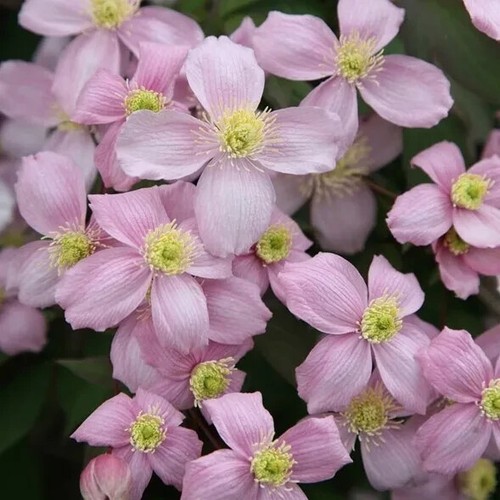 Clematis montana pink - clematis,