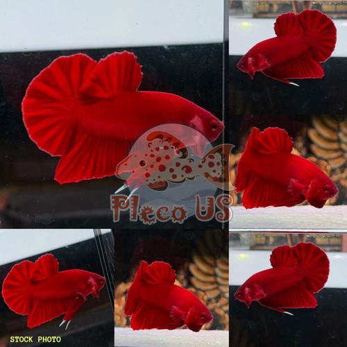 Live betta fish - betta, quality
