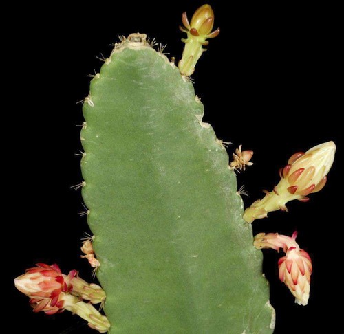 Eccremocactus bradei aka - eccremocactus,