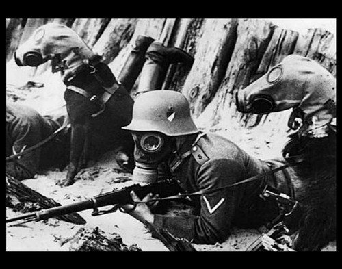 Dogs german soldiers wearing - soldiers,