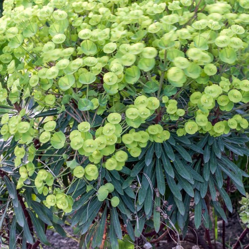 Euphorbia robbiae wood - wood, spurge