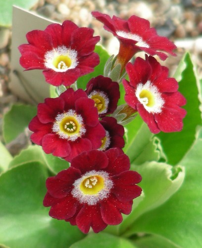 Garden border auricula - garden,