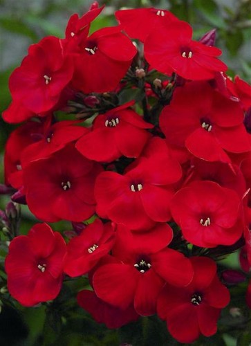 Flower phlox scarlet - phlox, beauty