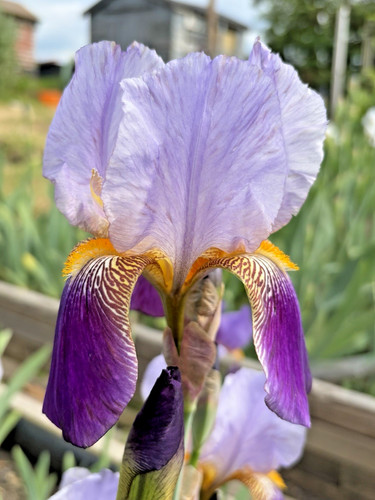 Bearded iris germanica - bearded,