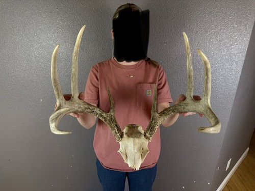 Real whitetail deer antlers - whitetail,
