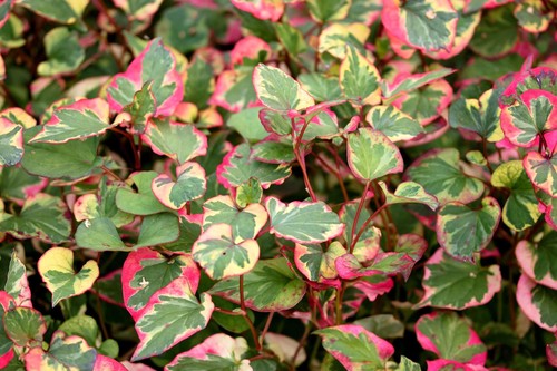 Houttuynia cordata chameleon - cordata, 'chameleon'