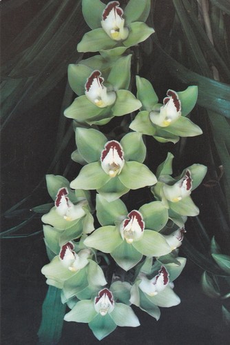 Eric young orchid - orchid, foundation