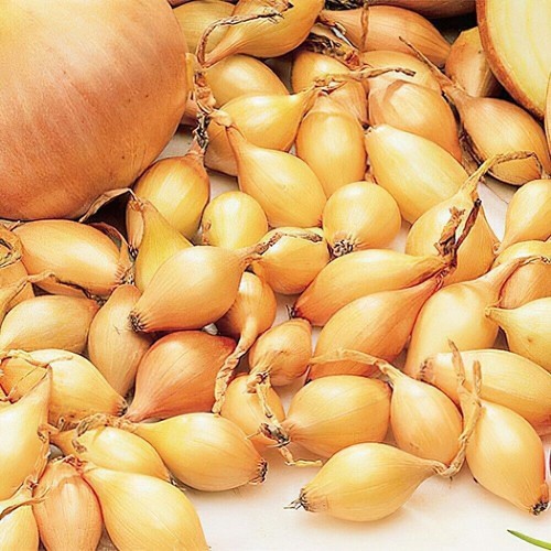 Turbo onion sets - for, planting