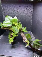 Fish Tank Vivarium Reptile
