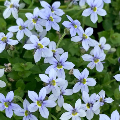 Pratia plug plants alpine