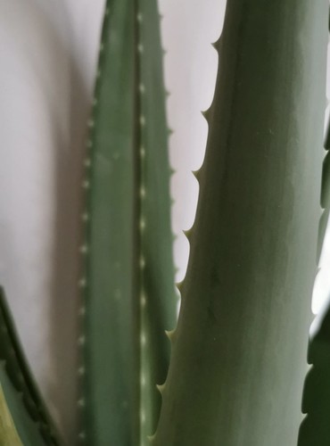 Fresh organic aloe vera - vera, leaf