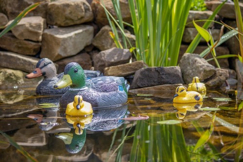 Floating duck family decoy - duck,