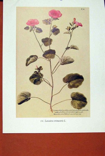 Original old antique print - old,