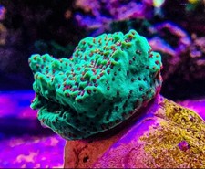 Chilli Pepper Monti coral