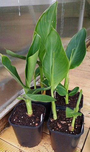 Canna avant 2l - avant', well