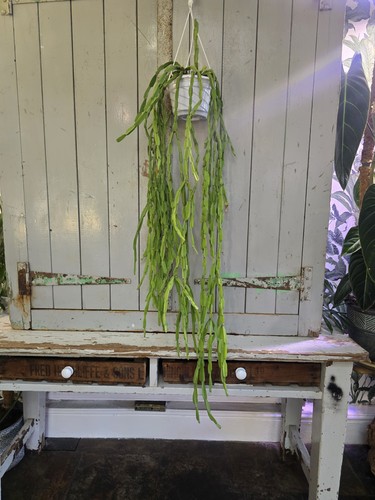 Huge rhipsalis paradoxa - huge,