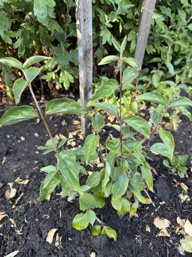 Cornelian cherry dogwood tree - cherry,