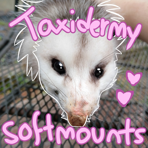 Taxidermy softmount