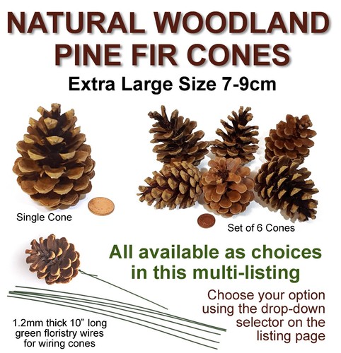 Extra large pine fir cones - extra,