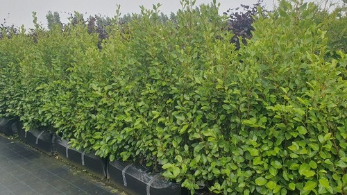 Griselinia instant hedging - instant,