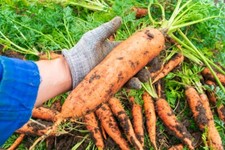 1000 Seeds Giant Carrot Autumn King Caltona Flakkeer Type Giant Vegetable Carrots