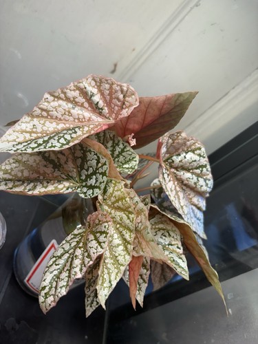 Begonia snowcap pink var - pink,