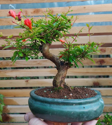 Shohin sized dwarf pomegranate - shohin,