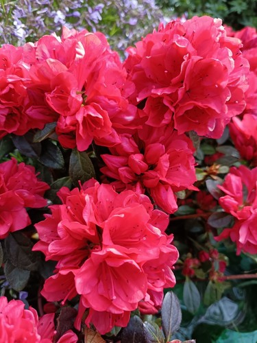 Bare root reddish - x,