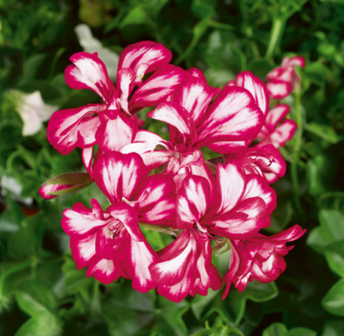 Trailing geranium ivy - trailing, leaf