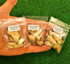 Shark Teeth-Tooth Bone Fossil