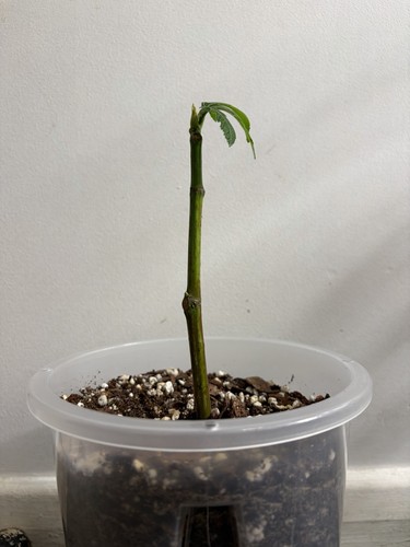 Rooted fig cutting - fig,