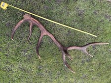 Monarch antler …stunning