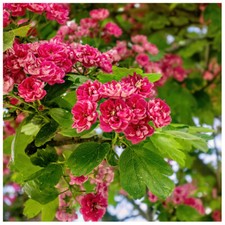 Midland Hawthorn 'Paul's Scarlet' 4-5ft Crataegus Laevigata Rosea Flore Pleno