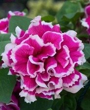 Petunia Trailing Tumbelina