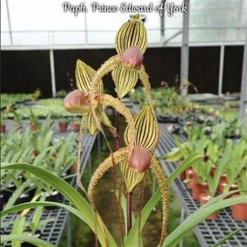 Paph prince edward - edward, of