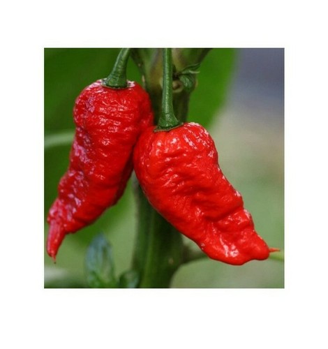 Bangladeshi naga moris - bangladeshi,