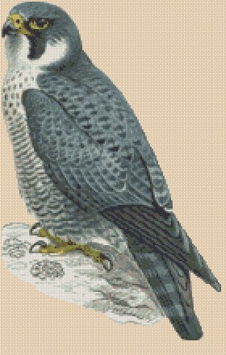 Peregrine falcon bird prey - peregrine,