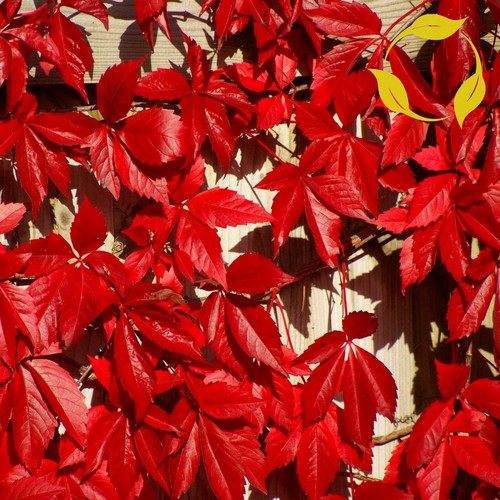 Virginia creeper - virginia,