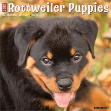 Rottweiler Puppies 2026 12 X 12 Wall Calendar (Calendar)