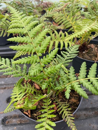 Dicksonia antartica 10cm pot - |,