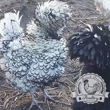 6 x Polish Bantam Eggs chicken