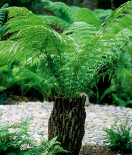 Tree fern dicksonia - dicksonia, antartica