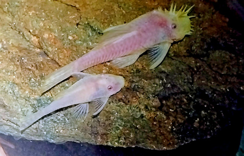 Male female pair albino - male,