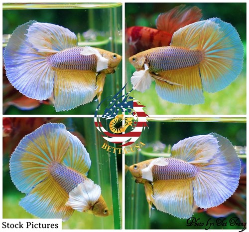 Live betta fish - fish, quality